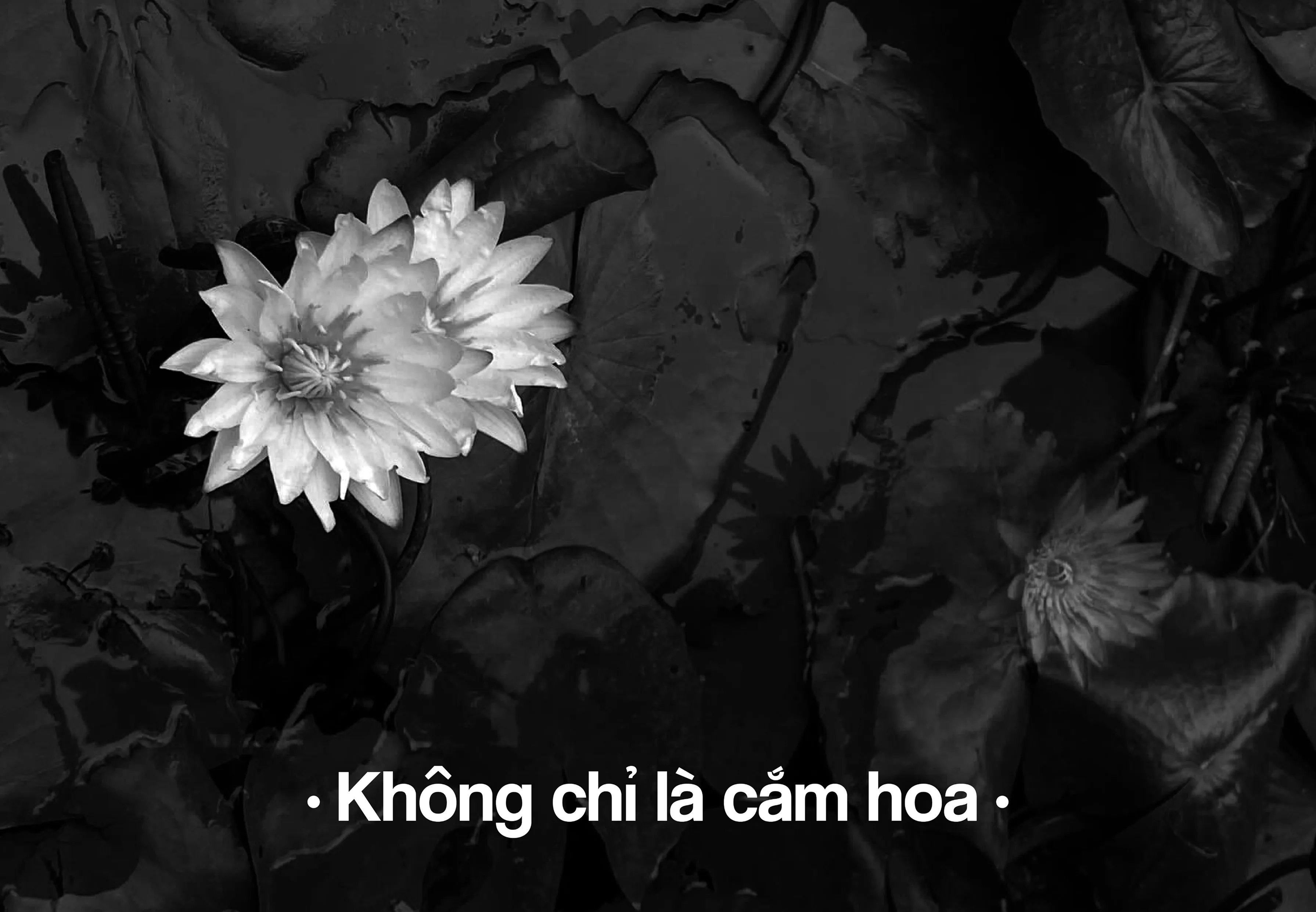 Tiến Đạt Ikebana - COOKOO