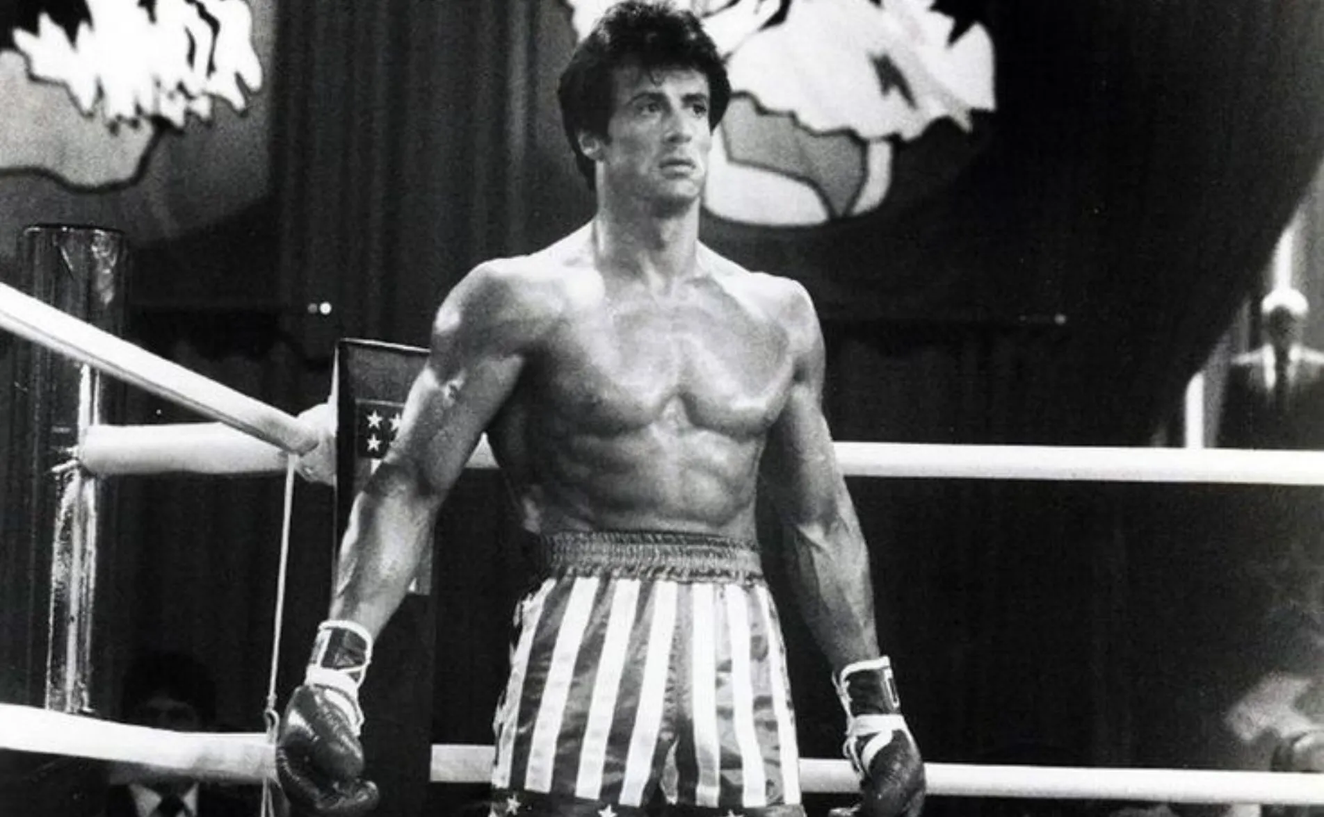 Stallone - COOKOO